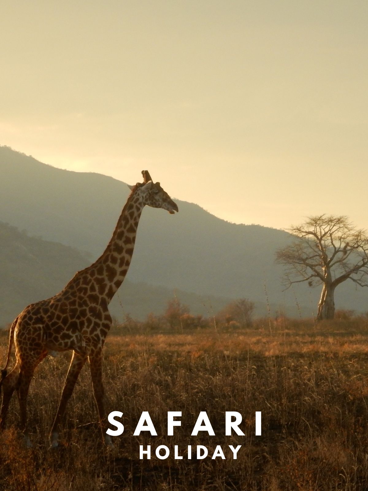 Safari Tours
